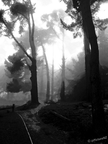 park wood trees newzealand christchurch blackandwhite bw mist fog forest sunrise dawn path canterbury bn nz southisland niebla sunup daybreak newbrighton southbrighton flickraward