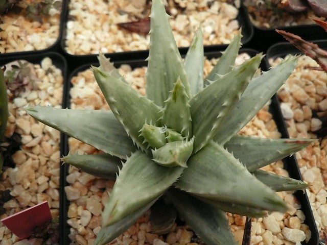 Aloe brevifolia variegado