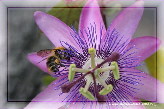 Passion Flower & Bee