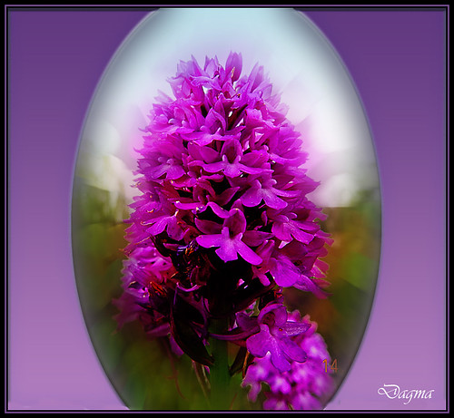 Oval flower for my flickr friends..!! by dagmaf