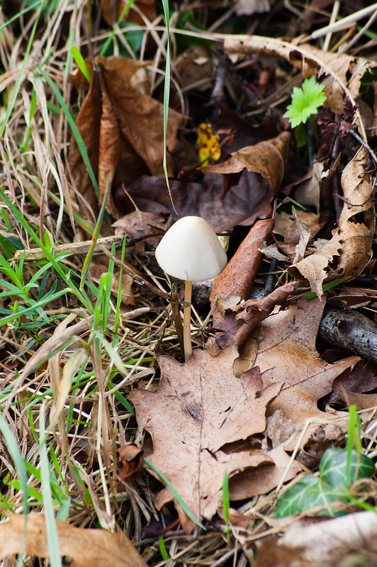 Tiny delicate mushroom