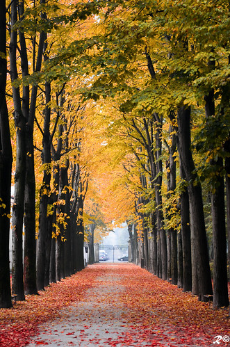 autumn tree wow colours autunno colori brig riki brigrc