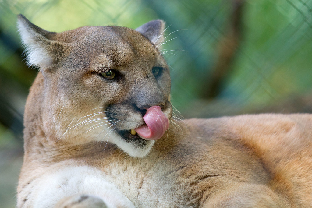 a cougar licking his nose