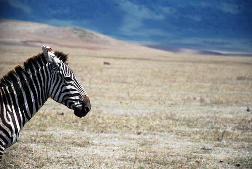 africa animals tanzania nikon safari ngorongoro crater zebra ngorongorocrater d60 nikkor18105mmvr