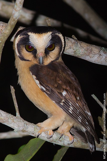 cabure-acanelado - Nome Científico: Aegolius harrisii (Cassin, 1849) -  Nome em Inglês: Buff-fronted Owl