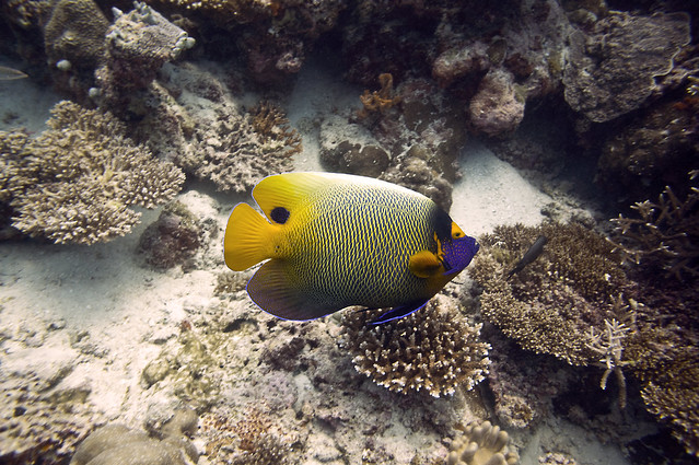 Diving Maldives: Blueface Angelfish (Pomacanthus xanthometopon)