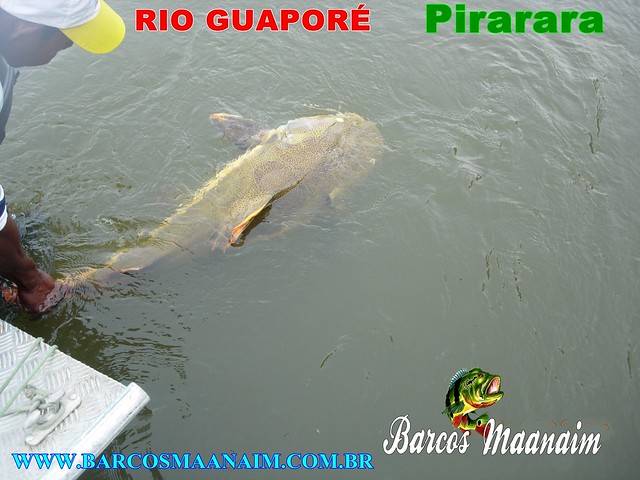 Pirarara Rio Guaporé