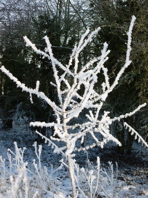 Frozen tree 