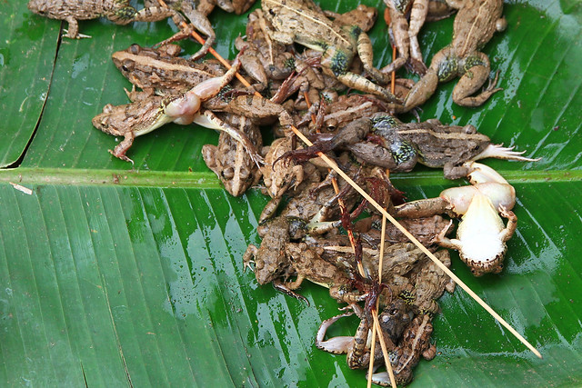 Skewered frogs (alive) at a market in Vientiane, Laos.