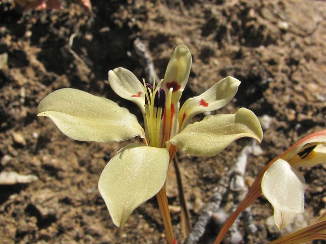 Lapeirousia fabricii (Iridaceae)