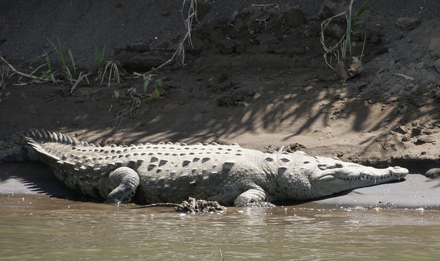 Crocodile safari & bird watching tour, Tarcoles River
