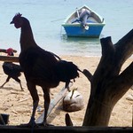 Fighting roosters and boat, near Baucau, Timor Leste
