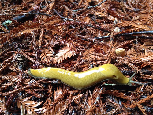 Banana slug in UCSC