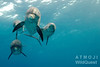 Bimini – delfínům vstříc, foto: Atmoji ©WildQuest