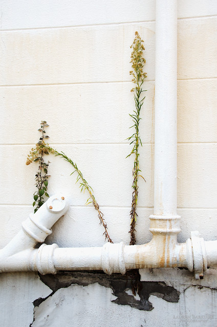 Plants out of Pipes
