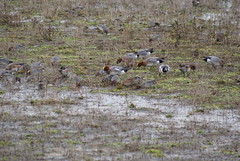 Hanningfield Reservoir - Wigeon, teal and lapwing