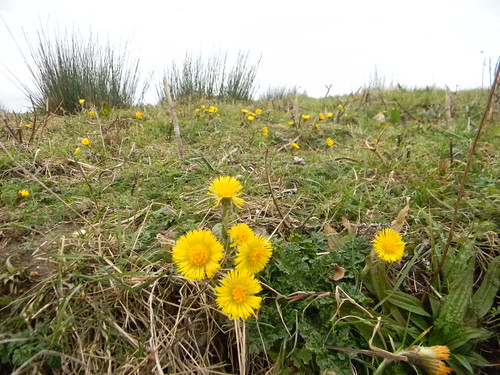 Coltsfoot Wakes Colne to Bures