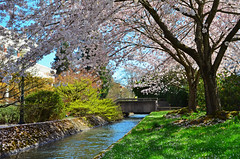 Sakura At Willamette University