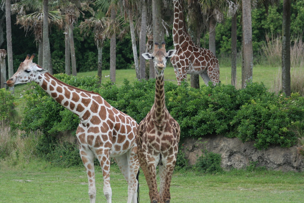 Giraffes on Kilimanjaro Safari - Animal Kingdom - Walt Disney World
