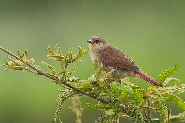 Curutié (Yellow-chinned Spinetail)