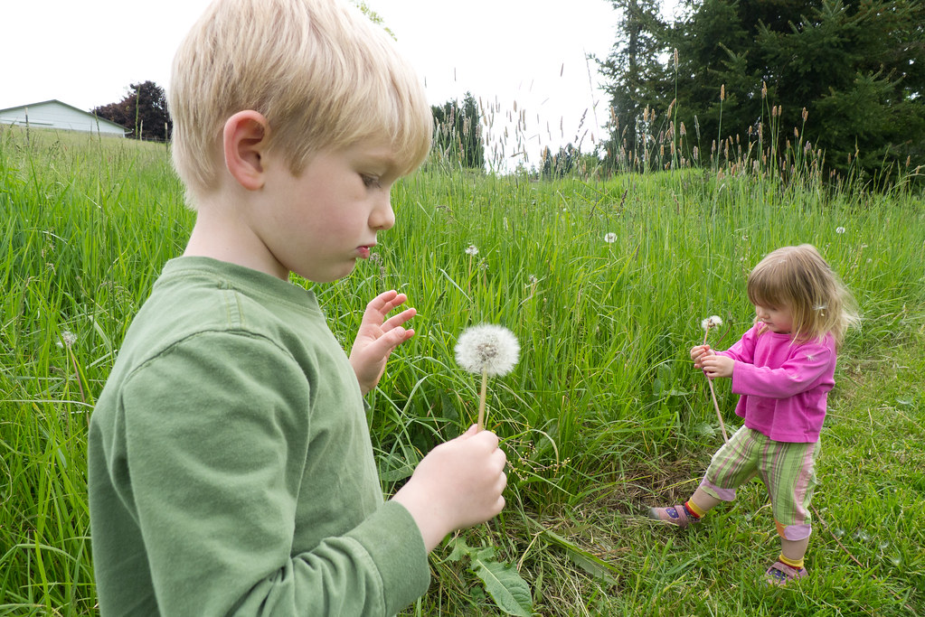 fun with dandelions