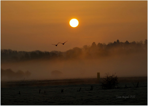 mist birds sunrise river march canal geese spring yorkshire ripon