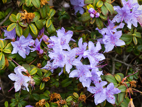 Azalea flowering