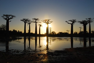 Madagascar - côte ouest Tuléar - Allée des baobabs | by bmr-mam
