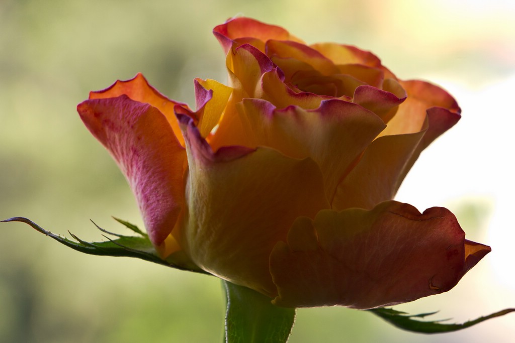 Flickr Rosa 157 IMG_4776 | Rose 2014 | Lightcatcher66 | Flickr