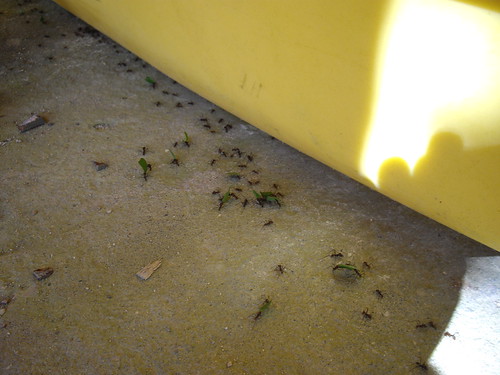 Leaf Cutter Ants | by tiny bunny