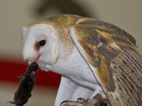 Barn Owl eating a mouse