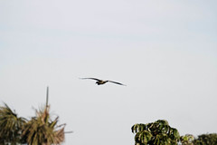Whistling Heron (Syrigma sibilatrix)