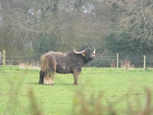 Water buffalo Overton Circular