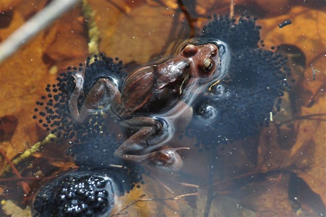 frog with eggs in a vernal pool