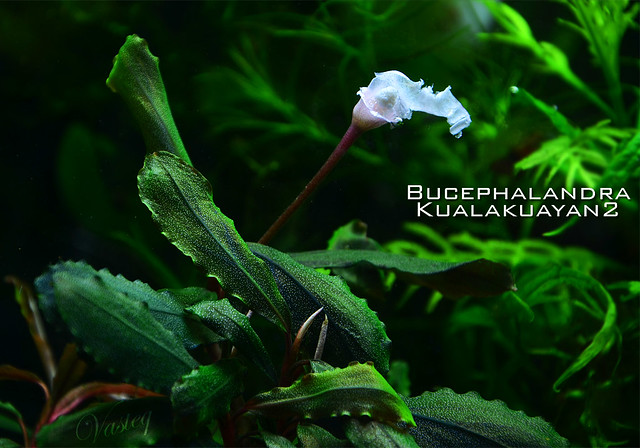 Bucephalandra Kualakuayan2 FLOWER