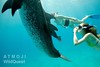Bimini – potápění s delfíny kapverdskými, foto: Atmoji ©WildQuest