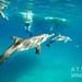 Bimini – společné plavání, foto: Atmoji ©WildQuest
