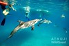 Bimini – společné plavání, foto: Atmoji ©WildQuest
