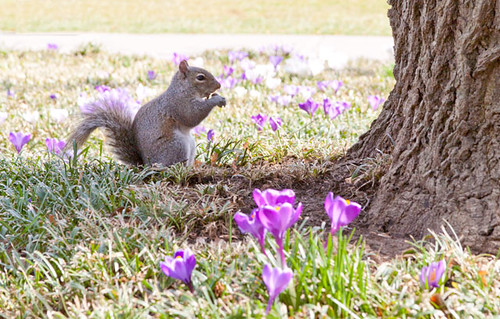 The Squirrel and the Crocus