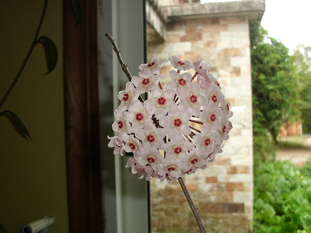 Flor de Porcelana | (Hoya carnosa) | Virginia  | Flickr