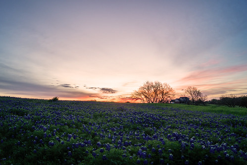Texas Bluebonnet Fields by JBChris, morning flowers sky sunrise spring texas country fields wildflowers bluebonnets