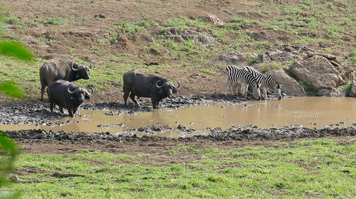 maphumulo hluhluwe hluhluweimfolozi buffalo zebra waterhole