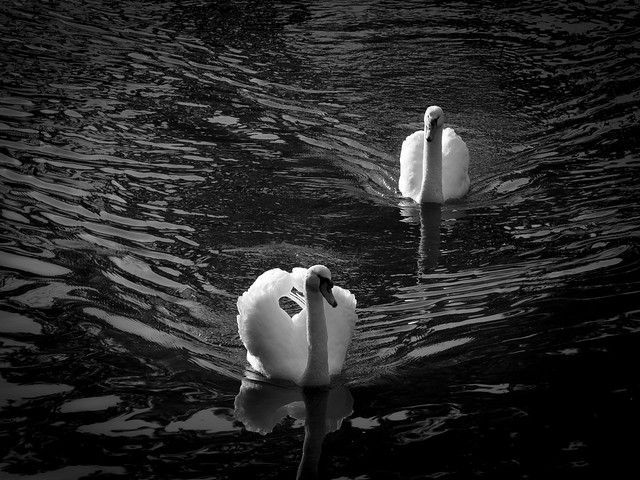 Swans, River Taff, Cardiff