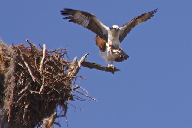 Osprey mating: First Landing State Park, Virginia Beach, VA.