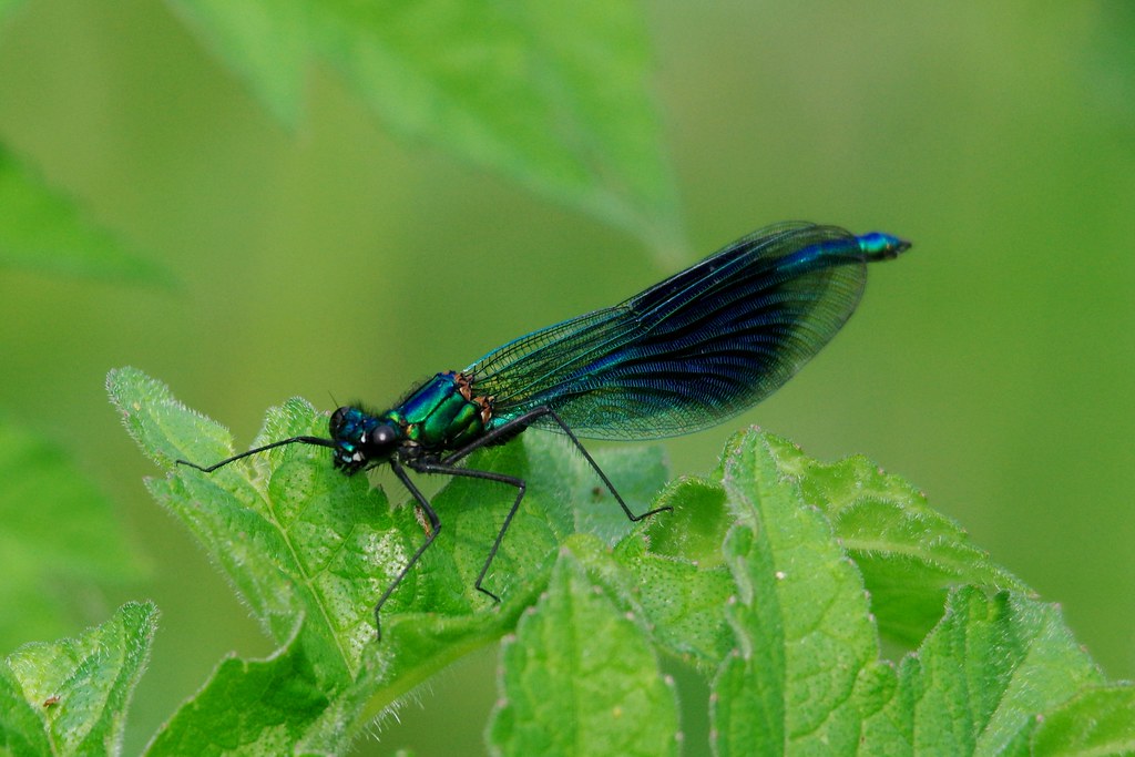 IMGP5703 Banded Demoiselle (m), Paxton Pits, June 2016