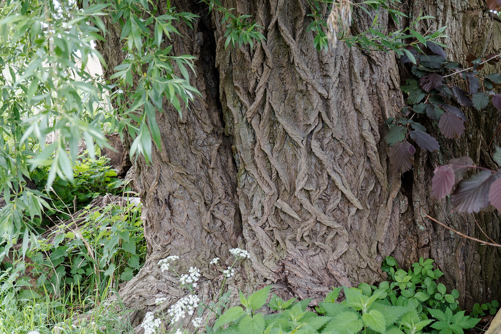 Usedom, Halbinsel Gnitz: Rindenmuster einer alten Weide am Ufer in Lütow - Bark pattern of an old willow