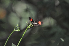 Butterflies in Roatan