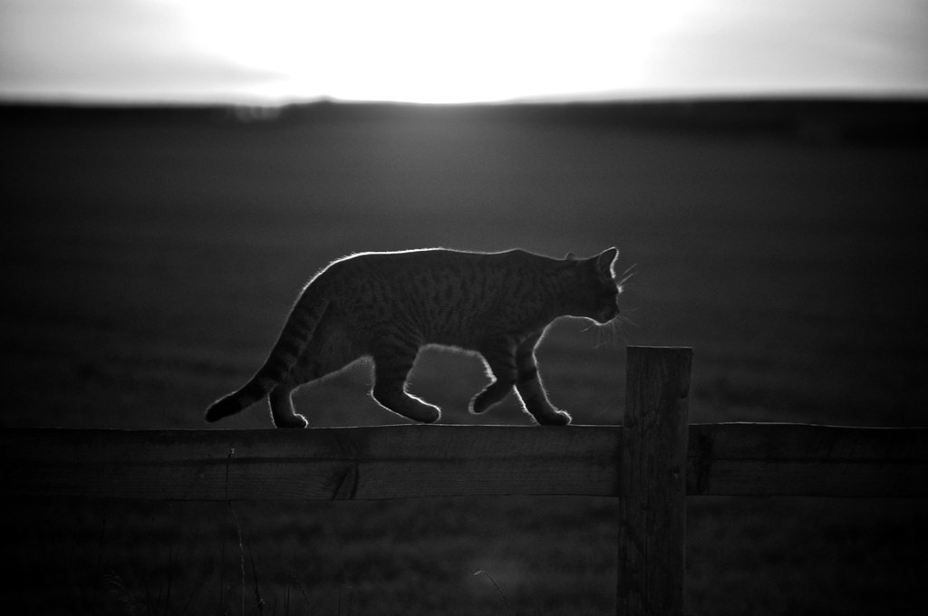 Cat on a Fence | A cat walks along a fence as the sun sets i… | Flickr