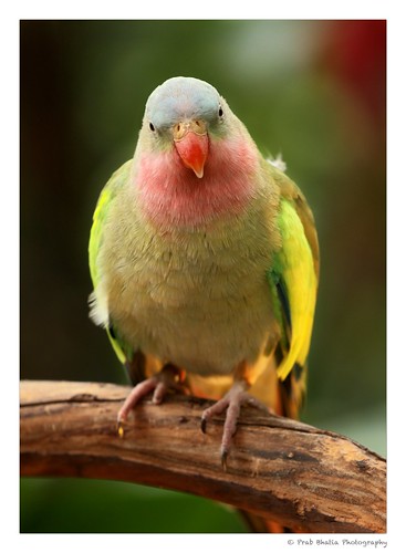 Princess Parrot | Also known as Rose-Throated parrots are na… | Flickr