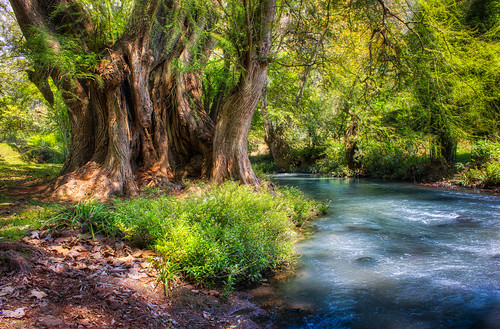 naturaleza planta méxico río agua árbol veracruz hdr visita reservanatural ríoblanco